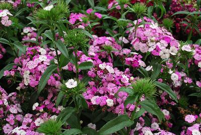 Ball Horticultural: Dash Dianthus Magician 