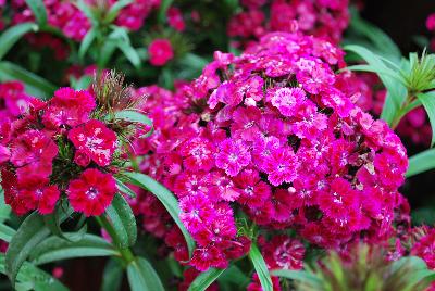 Ball Horticultural: Dash Dianthus Violet 