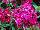 Dash Dianthus Violet 