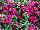 Dash Dianthus Violet 