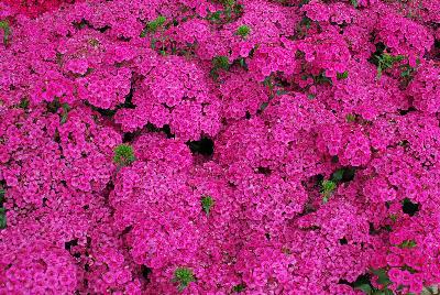 Ball Horticultural: Jolt™ Dianthus Pink 