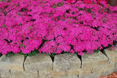 Ball Horticultural: Jolt™ Dianthus Pink 