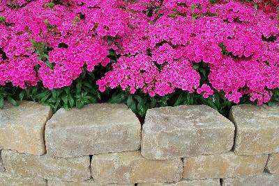 Ball Horticultural: Jolt™ Dianthus Pink 