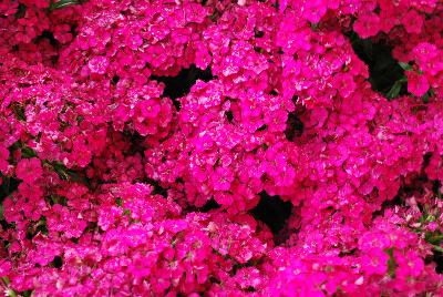 Ball Horticultural: Jolt™ Dianthus Cherry 