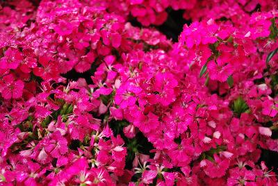 Ball Horticultural: Jolt™ Dianthus Cherry 