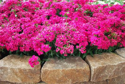 Ball Horticultural: Jolt™ Dianthus Cherry 