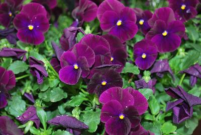 Cool Wave® Pansy, spreading Purple Improved