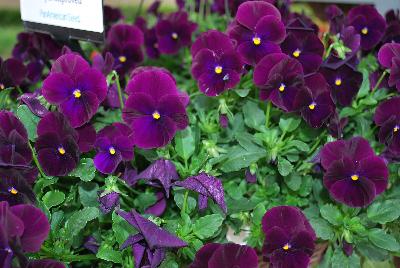 Cool Wave® Pansy, spreading Purple Improved