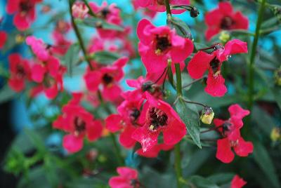 Archangel™ Angelonia hybrida Cherry Red 