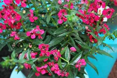 Archangel™ Angelonia hybrida Cherry Red 