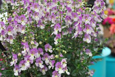 Archangel™ Angelonia hybrida Blue Bicolor 