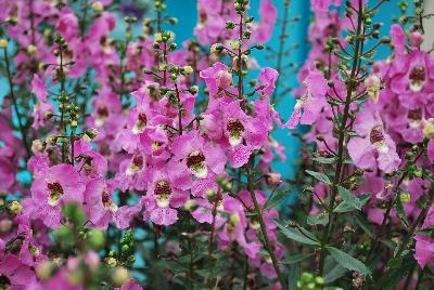 Archangel™ Angelonia hybrida Pink Improved 