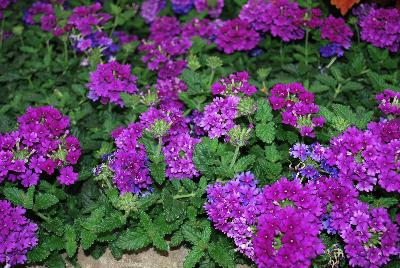 EnduraScape™ Verbena hybrida Purple Improved