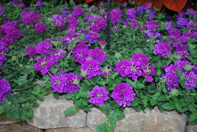 EnduraScape™ Verbena hybrida Purple Improved 