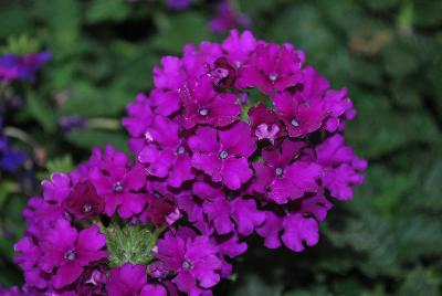 Ball Horticultural: EnduraScape™ Verbena Purple Improved 
