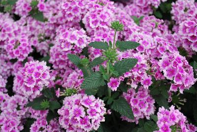 Ball Horticultural: EnduraScape™ Verbena Pink Bicolor 