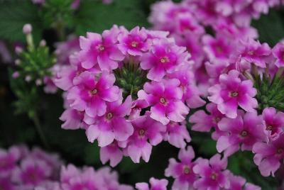 EnduraScape™ Verbena hybrida Pink Bicolor 