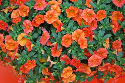 Cabaret™ Calibrachoa hybrida Orange 