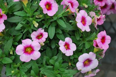 Ball Horticultural: Conga™ Calibrachoa Pink Kiss 