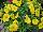 Conga™ Calibrachoa hybrida Deep Yellow 