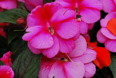 Clockwork™ New Guinea Impatiens hawkeri Pink Star