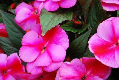 Clockwork™ New Guinea Impatiens hawkeri Pink Star