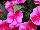 Clockwork™ New Guinea Impatiens hawkeri Pink Star 