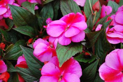 Clockwork™ New Guinea Impatiens hawkeri Pink Star