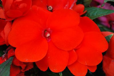 Clockwork™ New Guinea Impatiens hawkeri Orange