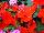 Clockwork™ New Guinea Impatiens hawkeri Orange 