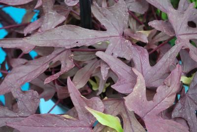 Spotlight Ipomoea batatas Red