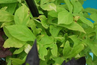 Spotlight Ipomoea batatas Lime