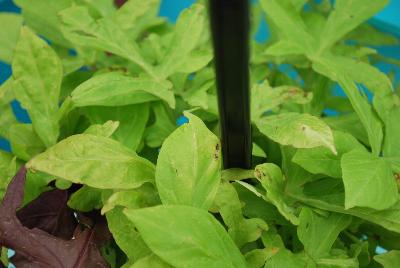 Spotlight Ipomoea batatas Lime