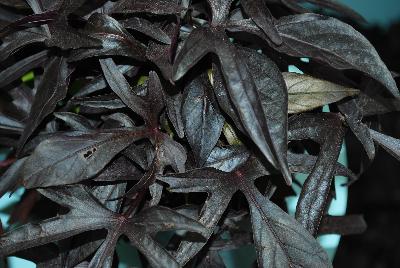 Spotlight Ipomoea batatas Black