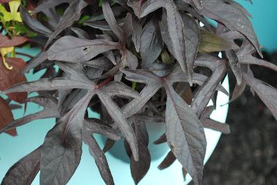 Ball Horticultural: Spotlight Ipomoea Black 