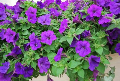 ColorRush™ Petunia hybrida Blue 