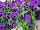 ColorRush™ Petunia hybrida Blue 