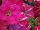 ColorRush™ Petunia hybrida Pink Star 