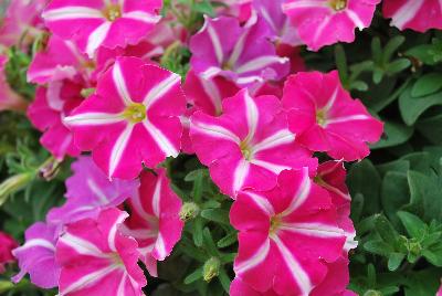 ColorRush™ Petunia hybrida Pink Star 