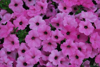 Ball Horticultural: ColorRush™ Petunia Pink 