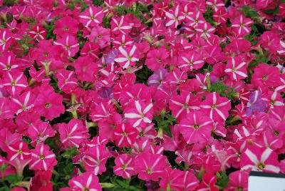 Ball Horticultural: ColorRush™ Petunia Pink Star 