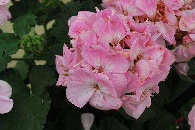 Fantasia® Geranium, zonal Pelargonium hortorum Appleblossom