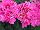 Fantasia® Geranium, zonal Pelargonium hortorum Pink 
