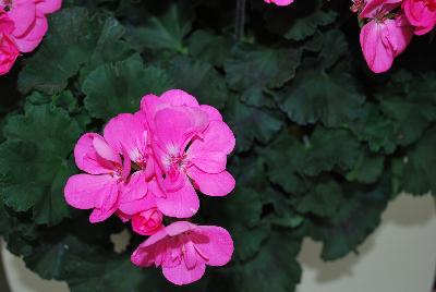 Fantasia® Geranium, zonal Pelargonium hortorum Pink