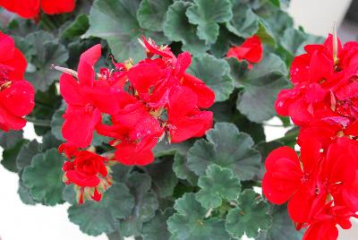 Fantasia® Geranium, zonal Pelargonium hortorum Scarlet Improved 