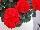 Fantasia® Geranium, zonal Pelargonium hortorum Scarlet Improved 