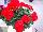 Fantasia® Geranium, zonal Pelargonium hortorum Scarlet Improved 