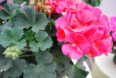 Fantasia® Geranium, zonal Pelargonium hortorum Flamingo Rose Improved 