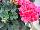 Fantasia® Geranium, zonal Pelargonium hortorum Flamingo Rose Improved 