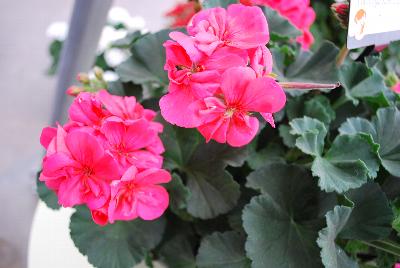 Fantasia® Geranium, zonal Pelargonium hortorum Flamingo Rose Improved 